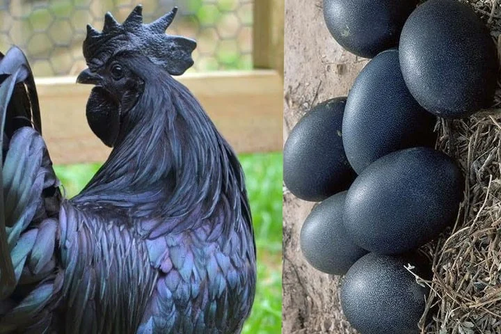 Cock hen original 1725046020