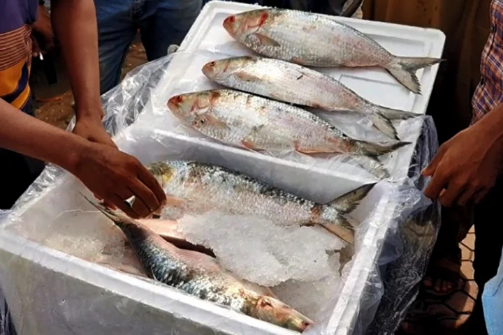 প্রবাসীদের জন্য ১১ হাজার মেট্রিক টন ইলিশ পাঠাবে সরকার