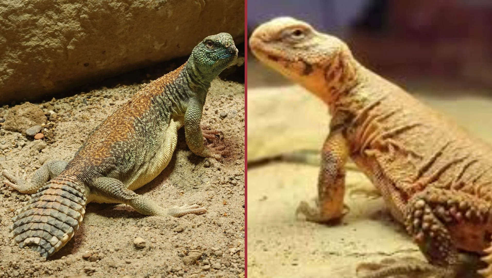 Sanda desert lizard dominates facebook reels