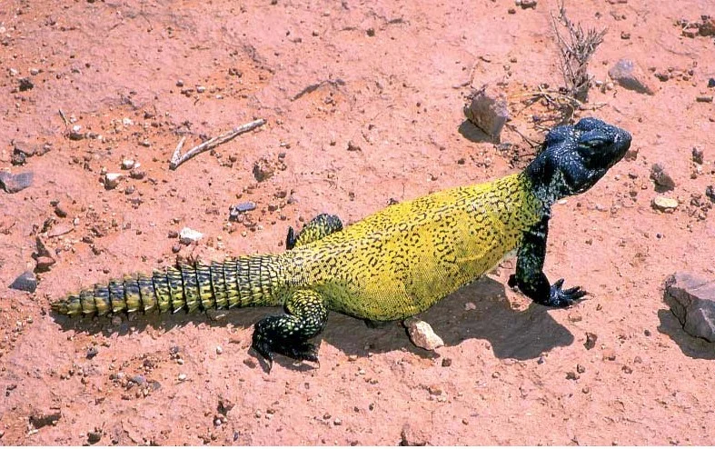 Sanda is more expensive than visa, desert lizard is now the love of expatriates!