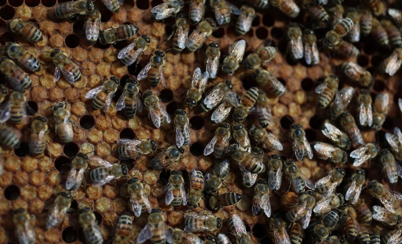 Truck overturns, sending 250 million bees flying, warning issued