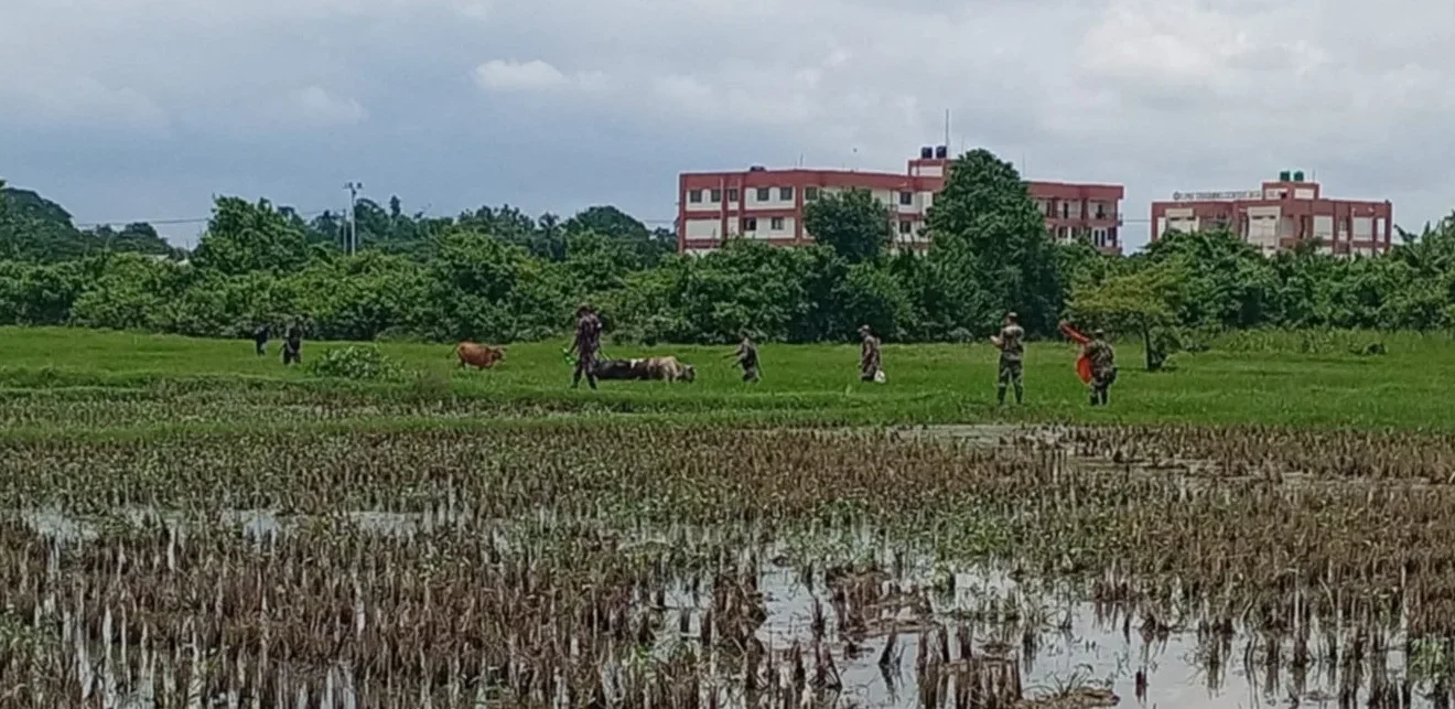 Bsf detains bangladeshi cows at border