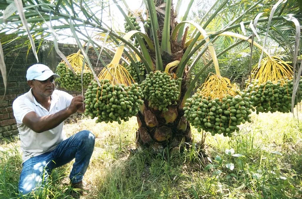 Change of fortune after leaving the country and taking up date farming, dreams of earning 50 lakh taka annually