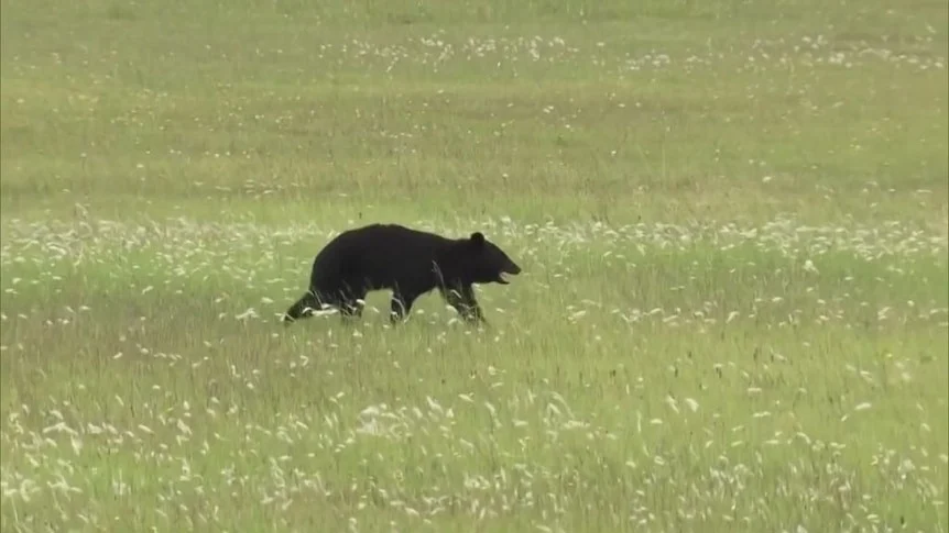 Runway closed, flights canceled due to bear infestation at airport