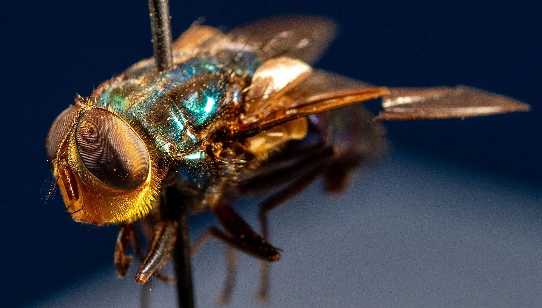 America is dropping millions of 'fly soldiers' from planes