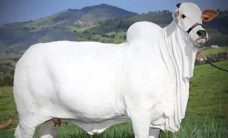গরু
